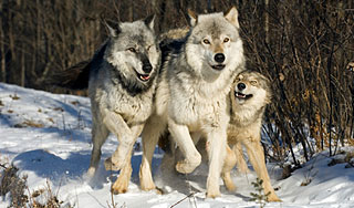 �������� �������� ������ �����������