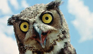 ������� �������� �������� ����-����������