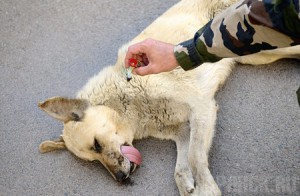 Чиновников заставят заняться проблемой отлова бродячих собак