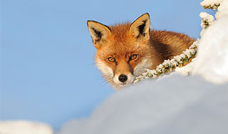 ������� ���� �������� ������� ���������