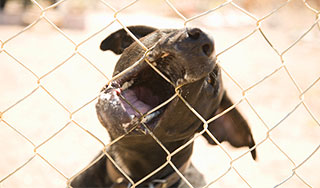 Бродячие собаки загрызли женщину Бродячие собаки загрызли женщину