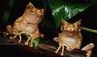 Зубастые лягушки перепишут законы ученых Зубастые лягушки перепишут законы ученых