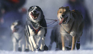 В Канаде расстреляли сотню ездовых собак В Канаде расстреляли сотню ездовых собак