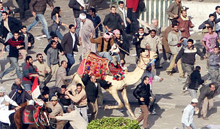 В побоищах в Каире применили верблюдов В побоищах в Каире применили верблюдов