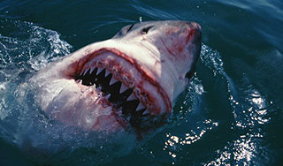 Акула покалечила канадскую туристку Акула покалечила канадскую туристку