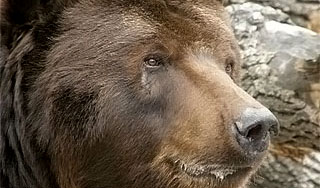 Угонщики подожгли автобус с животными Угонщики подожгли автобус с животными