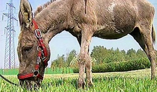 "Летающая ослица" умерла от недуга "Летающая ослица" умерла от недуга