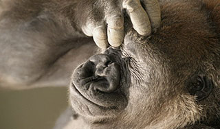 Обезьян спасли от гриппа вином и чесноком Обезьян спасли от гриппа вином и чесноком