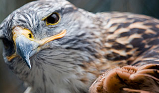 Сокол устроил ДТП в Саудовской Аравии Сокол устроил ДТП в Саудовской Аравии