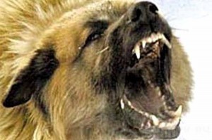 Зарегистрировали более 270 случаев бешенства