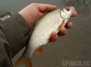 За ловлю рыбы электроудочкой мужчине дали исправительные работы