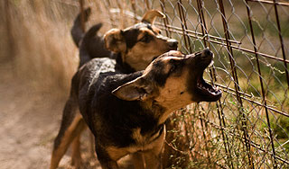 Собаки посадили своих хозяев в тюрьму Собаки посадили своих хозяев в тюрьму
