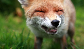 Жителей Алтая атаковали бешеные лисы Жителей Алтая атаковали бешеные лисы