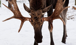 Чиновники устроят лосям депортацию Чиновники устроят лосям депортацию