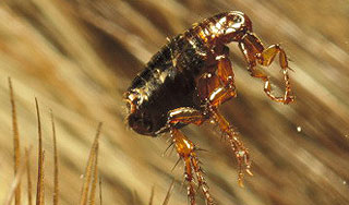 Раскрыта загадка прыгучести блох Раскрыта загадка прыгучести блох