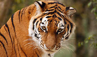 Женщина спасла мужа от голодного тигра Женщина спасла мужа от голодного тигра