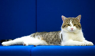 Британский премьер нанял на службу кота Британский премьер нанял на службу кота