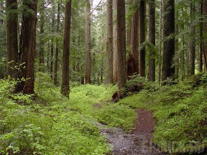 Расположенные в Брянске леса поставят на муниципальный учет