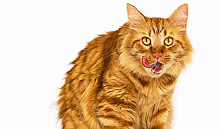 В США разоблачили кота-клептомана В США разоблачили кота-клептомана