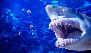 Акулы растерзали австралийского дайвера Акулы растерзали австралийского дайвера