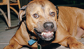 Бойцовая собака отгрызла пенсионерке ногу Бойцовая собака отгрызла пенсионерке ногу