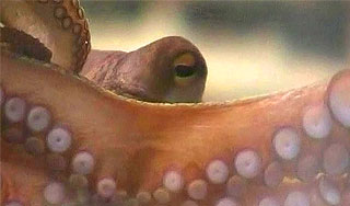 Умер "преемник" осьминога Пауля Умер "преемник" осьминога Пауля