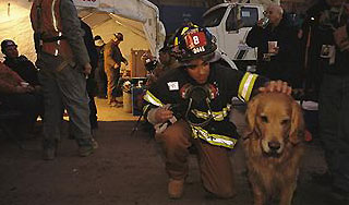 Собака вытащила хозяев из горящего дома Собака вытащила хозяев из горящего дома