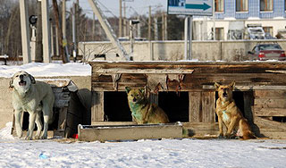 Свора бродячих собак загрызла школьницу Свора бродячих собак загрызла школьницу