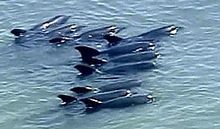 Спасатели убили десятки черных дельфинов Спасатели убили десятки черных дельфинов