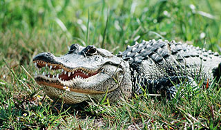 Аллигатор напугал женщину из-под дивана Аллигатор напугал женщину из-под дивана