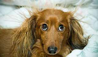 Таксы растерзали пьяного хозяина Таксы растерзали пьяного хозяина