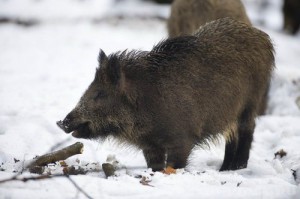 В «Брянском лесу» почти вдвое выросла численность кабанов