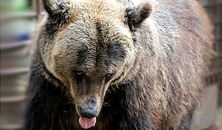 В Петербурге медведь напал на старушку В Петербурге медведь напал на старушку