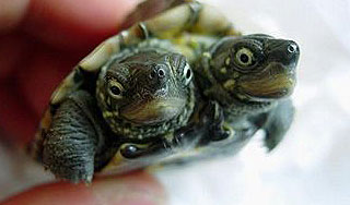 Оракула Пауля сменила двуглавая черепаха Оракула Пауля сменила двуглавая черепаха