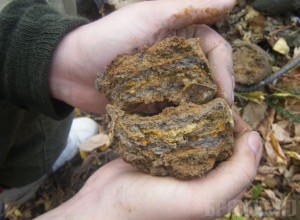 Уровень радиационного загрязнения почвы начал снижаться