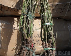 Крупную партию посадочного материала вернули отправителю