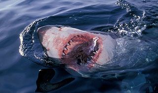 На туристку из России напала акула На туристку из России напала акула