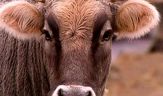 Авария на АЭС в Японии лишила коров травы Авария на АЭС в Японии лишила коров травы