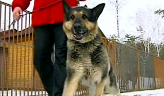 Овчарка растерзала младенца под Москвой Овчарка растерзала младенца под Москвой