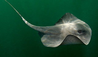 Огромный скат выпрыгнул из воды на женщину Огромный скат выпрыгнул из воды на женщину