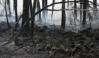 Под Москвой загорелись торфяники Под Москвой загорелись торфяники