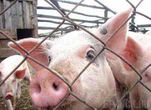 Африканская чума свиней приблизилась к Брянску