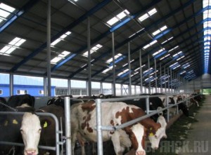 В Дубровском районе будет использоваться 90 процентов земли