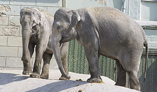 Мэр Москвы высылает из зоопарка слоних Мэр Москвы высылает из зоопарка слоних