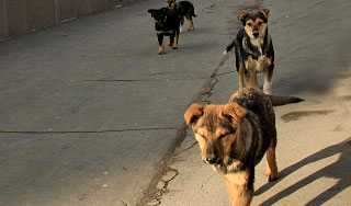 Свора собак помешала самолету приземлиться Свора собак помешала самолету приземлиться