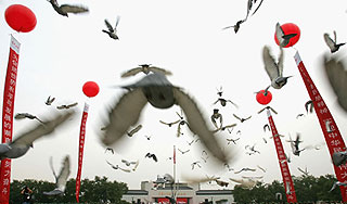 В России начали отстрел радиоактивных птиц В России начали отстрел радиоактивных птиц