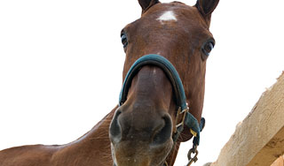 Лошадь уложила в больницу пять человек Лошадь уложила в больницу пять человек