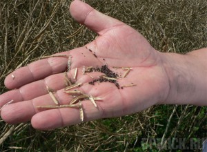 Белорусы предложили сотрудничество в производстве рапса