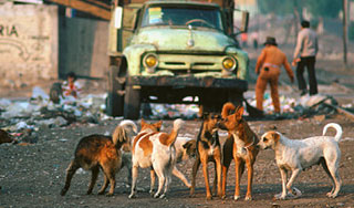 Пятилетнего сахалинца растерзала стая собак Пятилетнего сахалинца растерзала стая собак