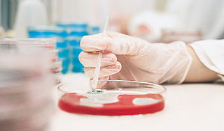 Ученые нашли "неубиваемую" бактерию Ученые нашли "неубиваемую" бактерию